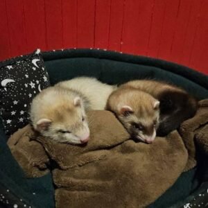 adopt a playful bonded ferret pair in USA