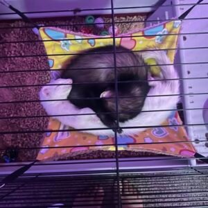 adopt an energetic bonded female ferret pair in USA