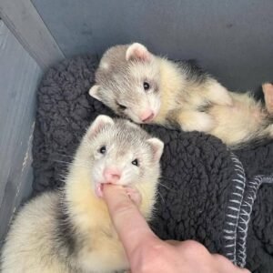 adopt a relaxed bonded male ferret pair in USA