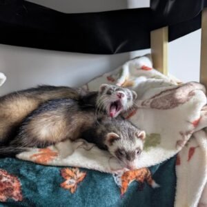 adopt a curious bonded ferret pair in USA