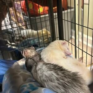 adopt a bonded ferret pair in USA
