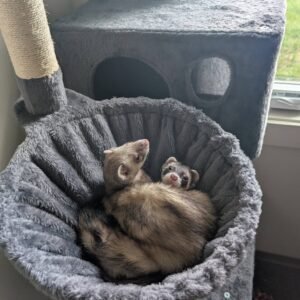 adopt a relaxed bonded male ferret pair in USA