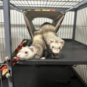 adopt a playful bonded ferret pair in USA