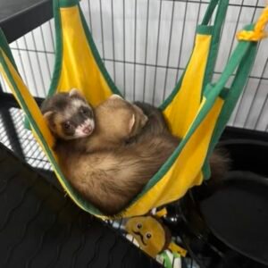 adopt a curious bonded male ferret pair in USA