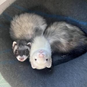 adopt a calm bonded male ferret pair in USA