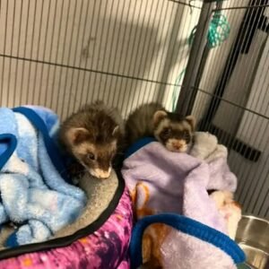 adopt a playful bonded ferret pair in USA