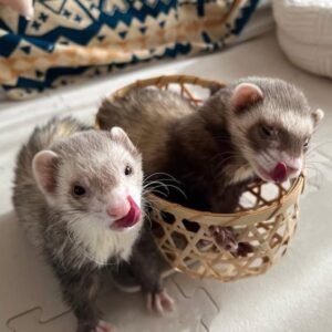 adopt an adventurous bonded ferret pair in USA