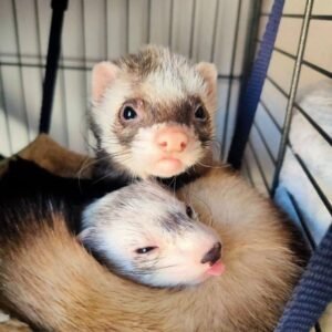 adopt an affectionate bonded ferret pair in USA