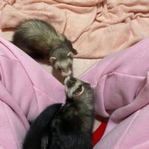 adopt a calm bonded ferret pair in USA