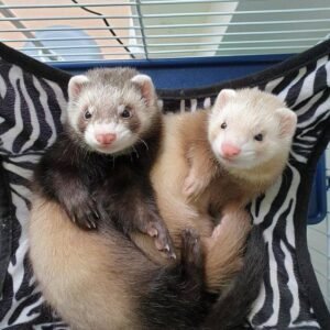 adopt a calm bonded female ferret pair in USA