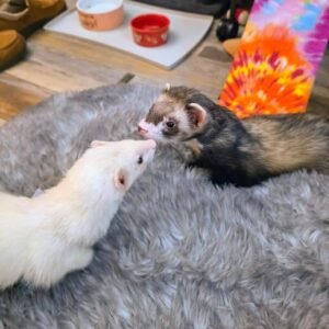 adopt a gentle bonded ferret pair in USA