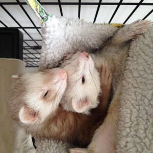 adopt a playful bonded female ferret pair in USA