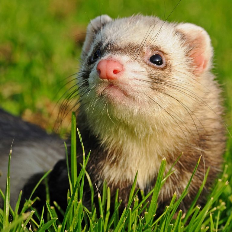 ferret 1871996