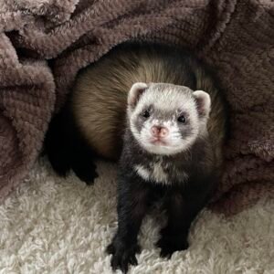 adopt a gentle male ferret in USA