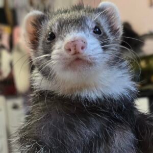 adopt a calm male ferret in USA