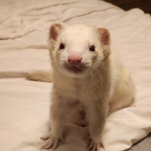 adopt a sweet female ferret in USA