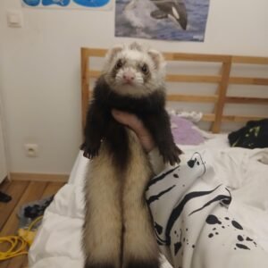 adopt a mischievous male ferret in USA
