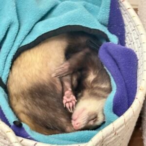 adopt a sociable male ferret in USA