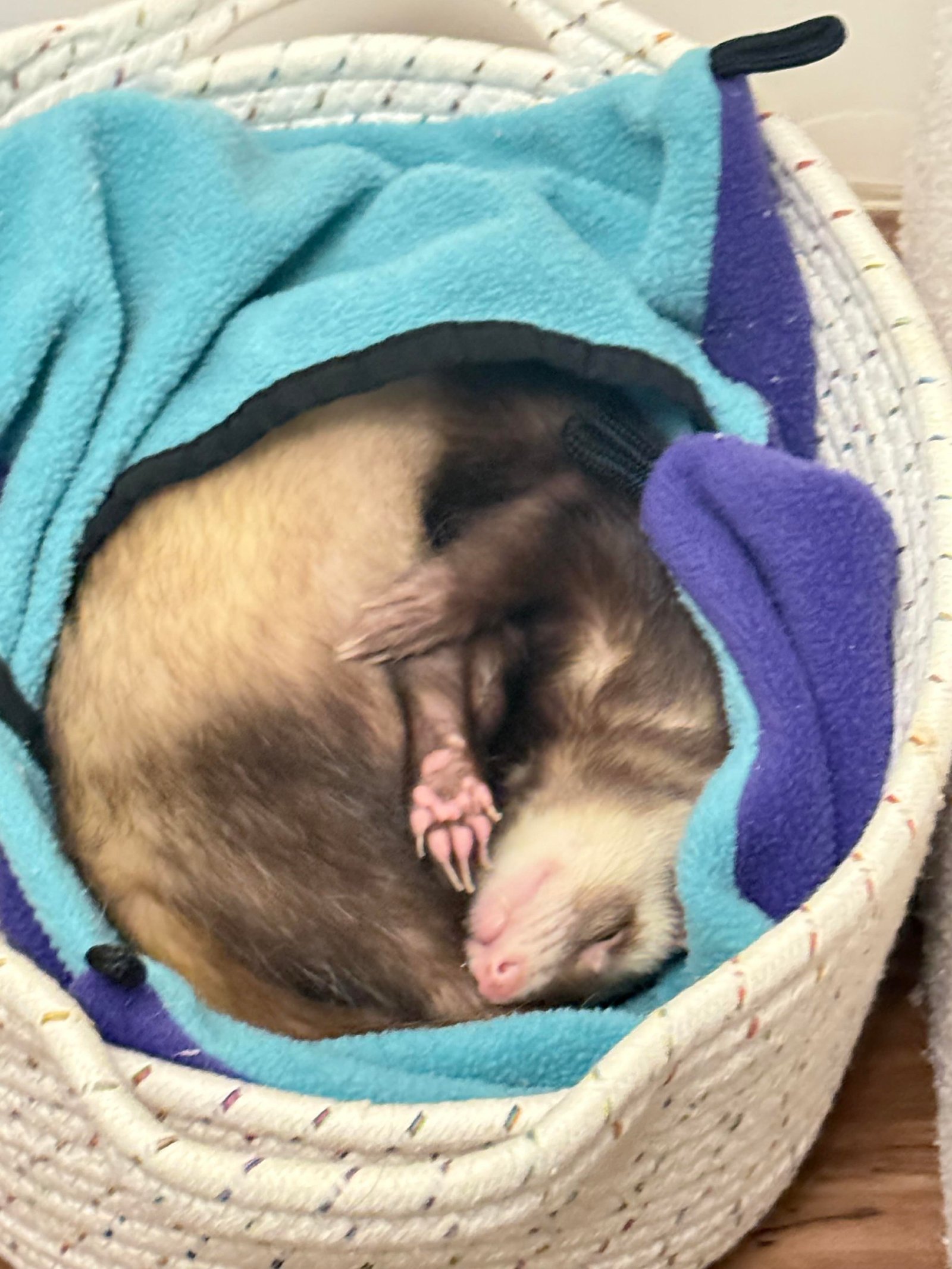 adopt a sociable male ferret in USA