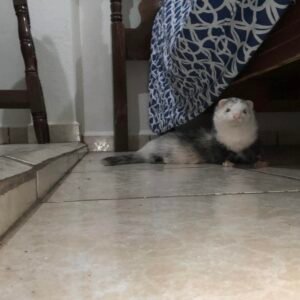 adopt a gentle female ferret in USA