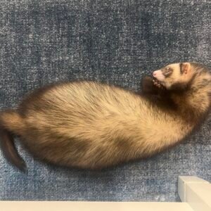 adopt a smart female ferret in USA