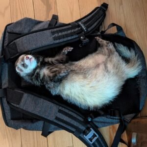 adopt a quiet male ferret in USA