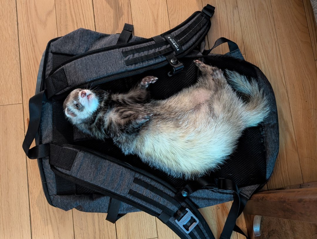 adopt a quiet male ferret in USA