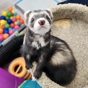 adopt a male ferret in USA