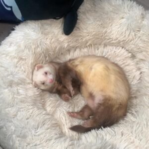adopt a curious male ferret in USA