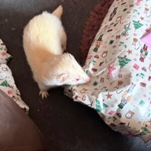adopt a playful female ferret in USA