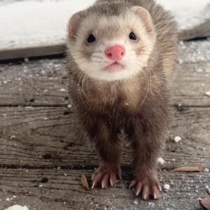 adopt a confident male ferret in USA