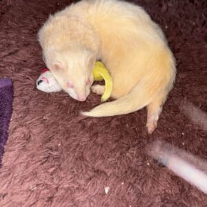 adopt a bold female ferret in USA