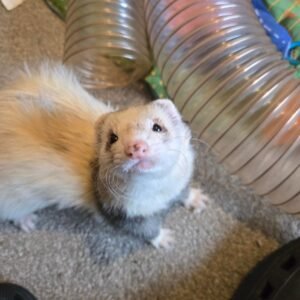 adopt an affectionate male ferret in USA