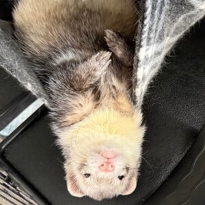 adopt a friendly male ferret in USA