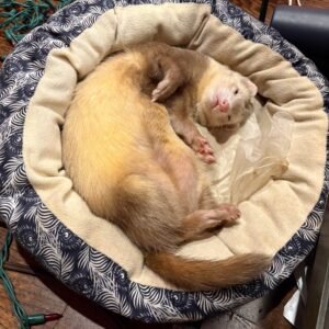 adopt a calm female ferret in USA