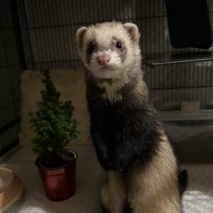 adopt an energetic male ferret in USA