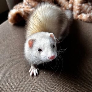 adopt a playful female ferret in USA
