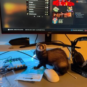adopt a female ferret in USA