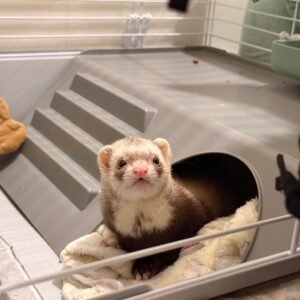 adopt a female ferret in USA