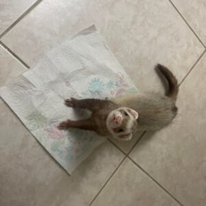 adopt a male ferret in USA