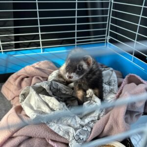 adopt a calm female ferret in USA