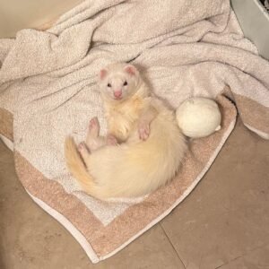 adopt a confident male ferret in USA