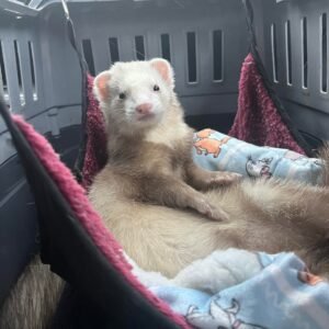 adopt a relaxed male ferret in USA