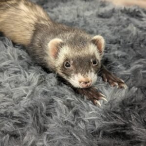 adopt a playful female ferret in USA