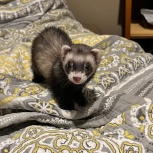 adopt an energetic male ferret in USA