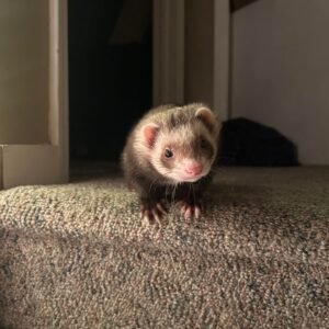 adopt a fearless female ferret in USA