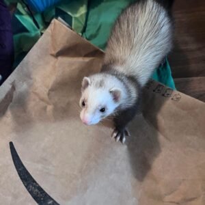adopt a young female ferret in USA