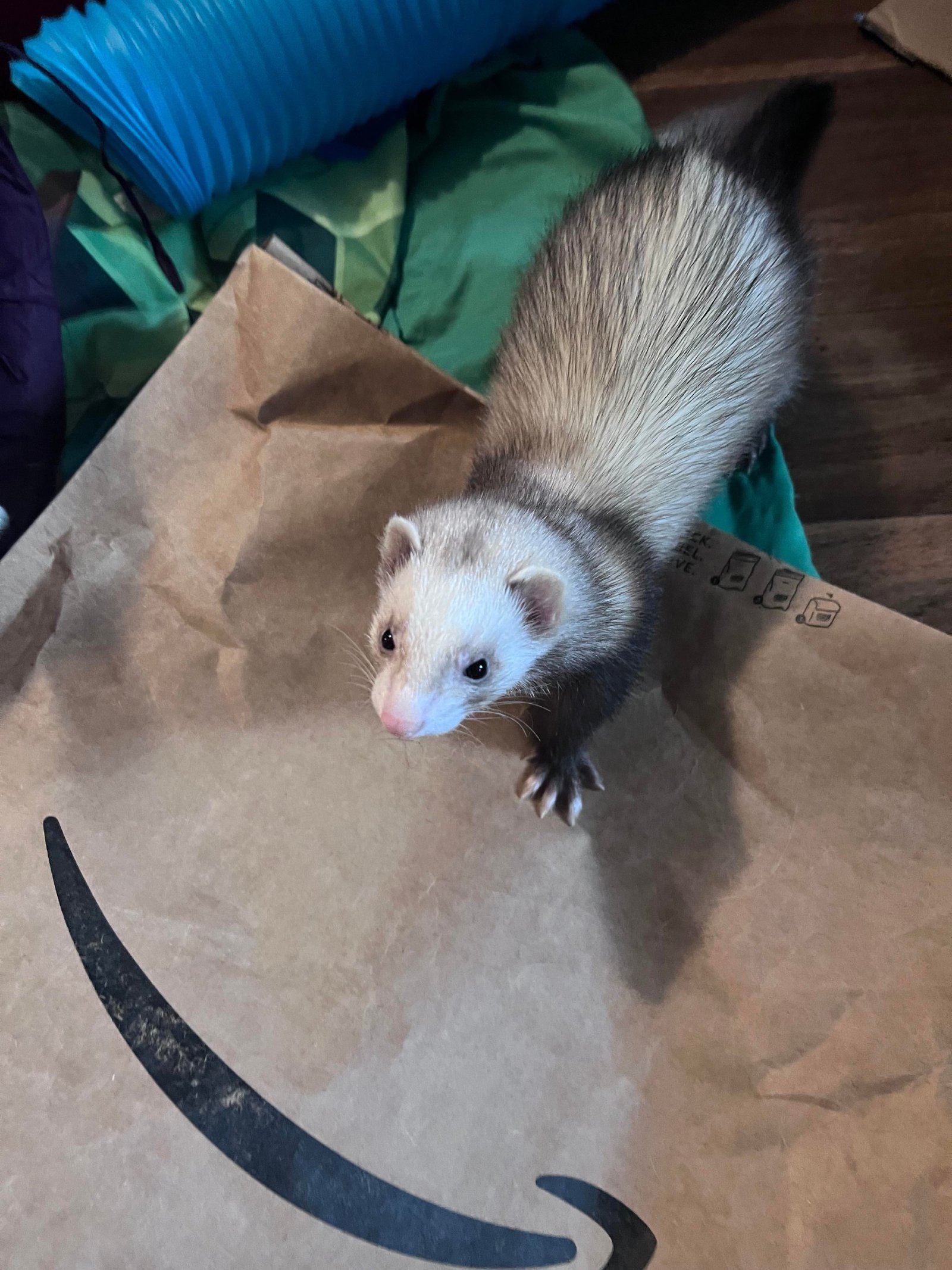 adopt a young female ferret in USA