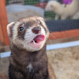 adopt a playful female ferret in USA