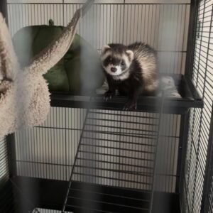 adopt a mischievous male ferret in USA